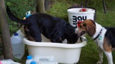 201907 - Hundekurs Abschluß